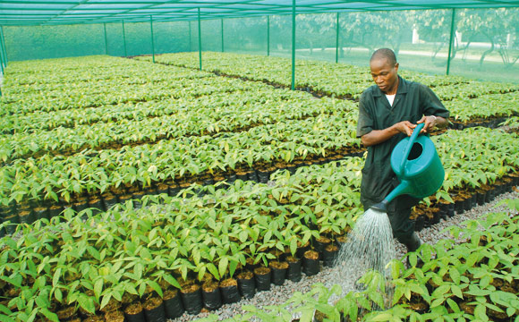 Nestlé unterstützt die Kleinbauern vor Ort etwa mit der Bereitstellung von Pflanzen...